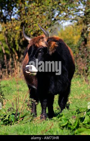 - Bovins Heck heck cattles vache - coller la langue (Bos primigenius f. taurus) Banque D'Images