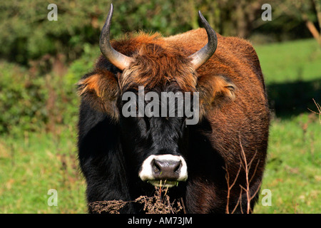 - Bovins Heck heck cattles - portrait - vache (Bos primigenius f. taurus) Banque D'Images