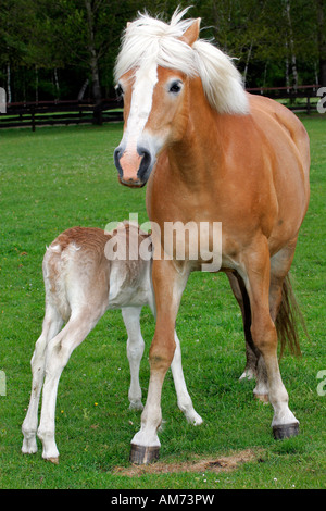 - Cheval Haflinger mare avec poulain - Allaitement (Equus przewalskii f. caballus) Banque D'Images