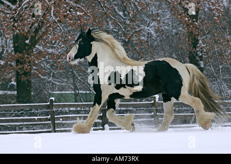 Irish tinker l'étalon - - galop dans la neige (Equus przewalskii f. caballus) Banque D'Images