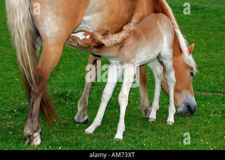 - Cheval Haflinger mare avec poulain - Allaitement (Equus przewalskii f. caballus) Banque D'Images