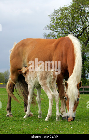 - Cheval Haflinger mare avec poulain - Allaitement (Equus przewalskii f. caballus) Banque D'Images