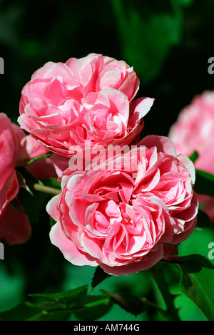 Cultivar Rose Leonardo Da Vinci - floribunda rose (Rosa Leonardo Da Vinci) Banque D'Images