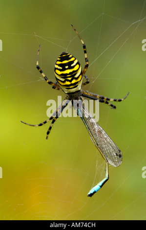 Araignée araignée zèbre ou Wasp (Argiope bruennichi) Banque D'Images