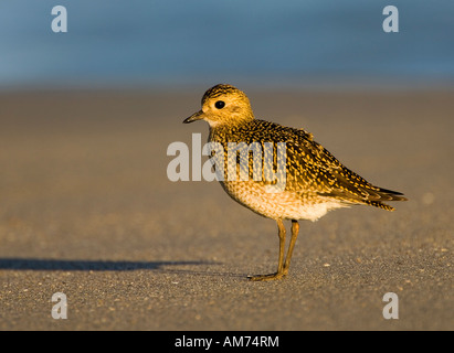 Pluvier doré européen (Pluvialis apricaria) Banque D'Images