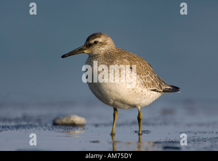 Bécasseau maubèche (Calidris canutus) Banque D'Images