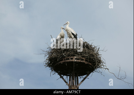 Les cigognes dans leur nid, Mecklembourg-Poméranie-Occidentale, Allemagne Banque D'Images