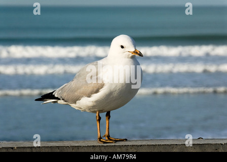 Un jeune noir goéland railleur Larus bulleri Banque D'Images