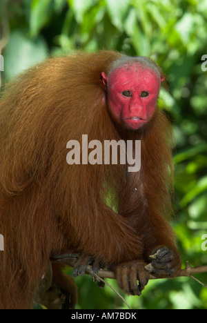 Pygargue à tête ou Golden Monkey Uakari Cacajao calvus Pérou Banque D'Images