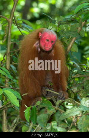 Pygargue à tête ou Golden Monkey Uakari Cacajao calvus Pérou Banque D'Images