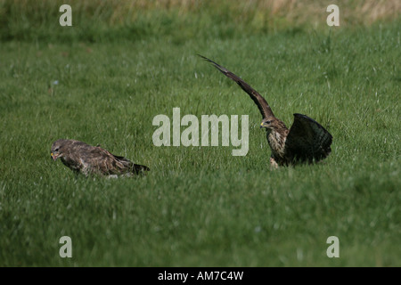 Une paire d'Buzzard Buteo buteo Gigrin farm au Pays de Galles Banque D'Images