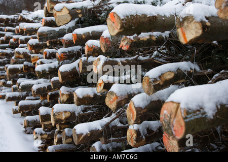 Des arbres de Noël empilés dans une pile Banque D'Images