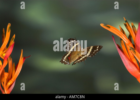 Peacock bagués ou papillon Anartia Fatima fatima en vol Costa Rica Banque D'Images