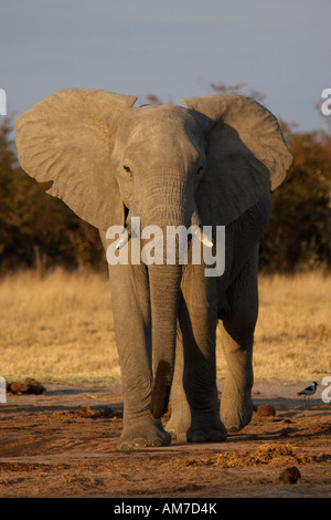 Grand mâle African Elephant (Loxodonta africana) Banque D'Images