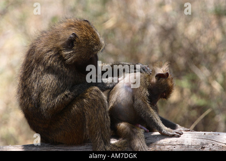 Papio hamadryas Baboon - inspection adultes arrière d'un bébé. Banque D'Images