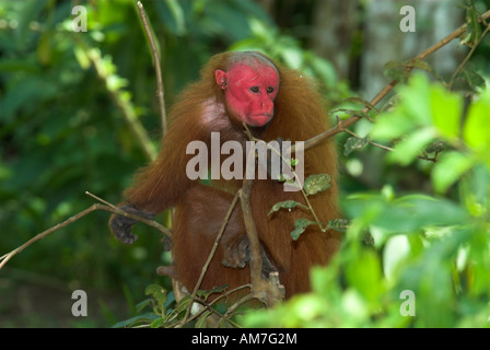 Pygargue à tête ou Golden Monkey Uakari Cacajao calvus Pérou Banque D'Images