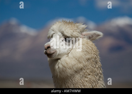 L'alpaga (Lama pacos ou Vicugna pacos), Pérou Banque D'Images