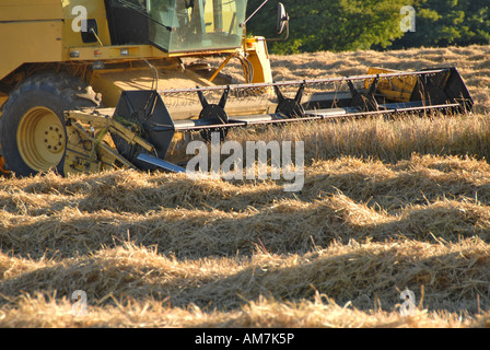 Close up de coupe de moissonneuse-batteuse en agriculture cultures Derbyshire Grande-bretagne Banque D'Images