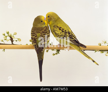 Deux perruches - smooching / Melopsittacus undulatus Banque D'Images