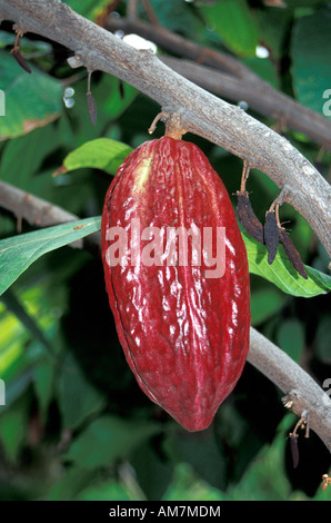 Cabosse de Cacao mûres ou accroché sur un arbre à Guayaquil, Equateur Banque D'Images