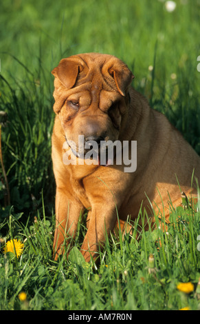 Shar Pei, assis sur les herbages Banque D'Images