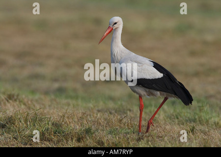 Cigogne Blanche (Ciconia ciconia) sur terrain Banque D'Images