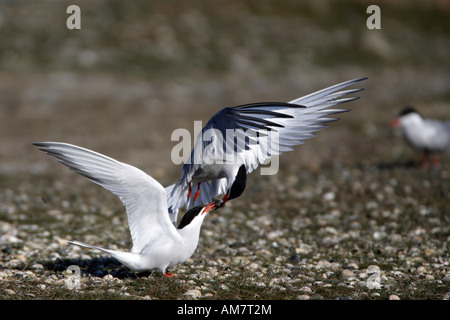 La sterne pierregarin (Sterna hirundo ) Banque D'Images