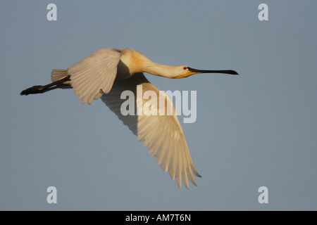 La Spatule blanche (Platalea leucorodia) Banque D'Images