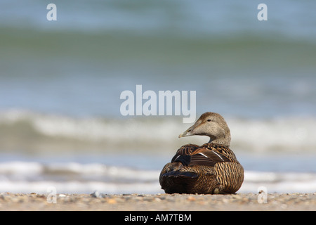 L'Eider à duvet, Somateria mollissima ( femelle ) Banque D'Images