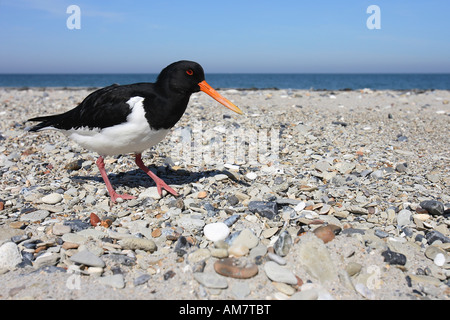 Huîtrier pie Haematopus ostralegus( ) Banque D'Images