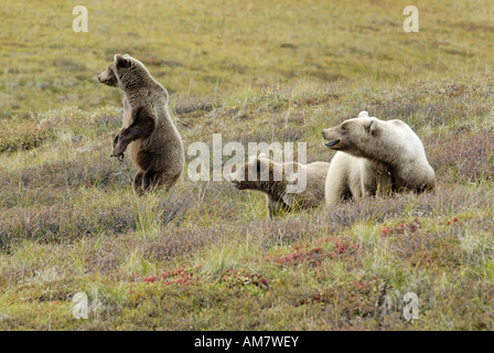 Grizzly ou l'ours brun, Denali National Park, Alaska, USA Banque D'Images