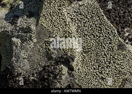 Les lichens aux couleurs vives sur un rocher, Yukon, Canada Banque D'Images