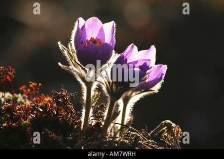 Pasque flower, Pulsatilla, Territoire du Yukon, Canada Banque D'Images