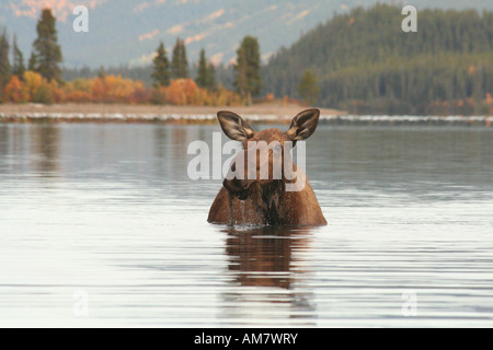 Femelle Orignal Alces alces, se trouve dans un lac, se nourrit de plantes d'eau, Territoire du Yukon, Canada Banque D'Images