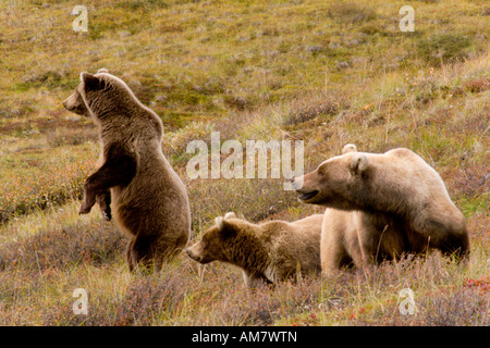 Ours brun, Ursus arctos horribilis, femme et de l'adolescent les ours, Alaska, USA Banque D'Images