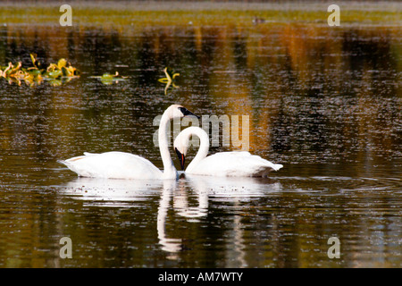 Les cygnes trompettes, Cygnus buccinator, TOK, Alaska, USA Banque D'Images