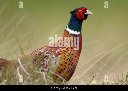 Le faisan commun (Phasianus colchicus) Banque D'Images