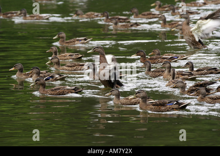 Le nord du groupe de Canards colverts (Anas platyrhynchos) la mue Banque D'Images