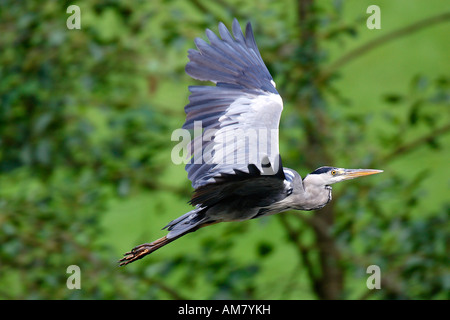 Héron cendré (Ardea cinerea) en plein vol. Banque D'Images