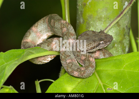 Bothriechis schlegelii Serpent Viper cils Costa Rica Banque D'Images