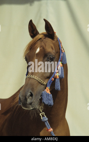 Cheval Arabe (Equus caballus), portrait Banque D'Images