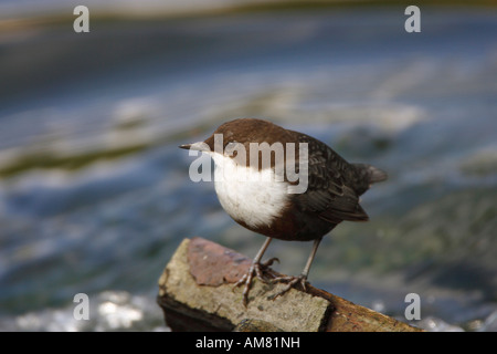 White-throated Dipper (Cinclus cinclus) Banque D'Images