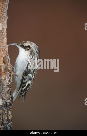 Bruant Certhia familiaris, commun Banque D'Images