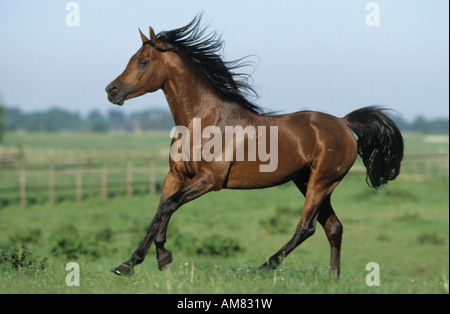 Cheval Arabe (Equus caballus). En plus d'un étalon au galop meadow Banque D'Images