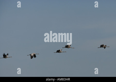 Grues cendrées (Grus grus) en plein vol. Banque D'Images