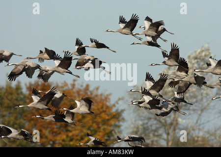 Grues eurasien (Grus grus) en plein vol. Banque D'Images