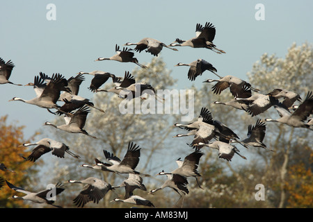 Grues eurasien (Grus grus) en plein vol. Banque D'Images