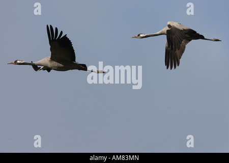 Grues eurasien (Grus grus) en plein vol. Banque D'Images