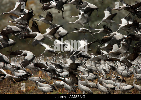 Grues eurasien (Grus grus) en plein vol. Banque D'Images