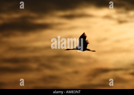 Grues eurasien (Grus grus) en plein ciel, coucher du soleil Banque D'Images